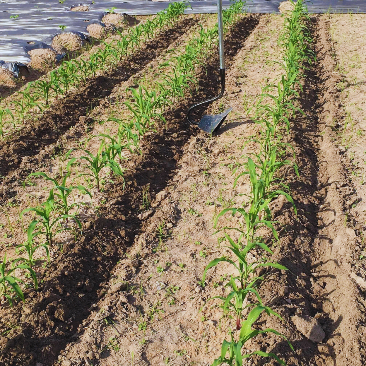 THE DUC's Plow: Best Soil Types for Optimal Performance.